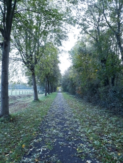 Steenhuffel, Marselaermolenwandeling, Leireken, à côté du Vuilbeek, 31 octobre 2018.